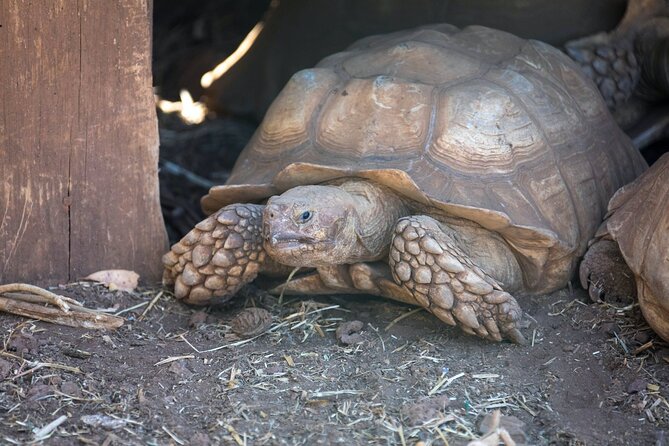 Pafos Zoo Ticket - Who will enjoy this outing most?