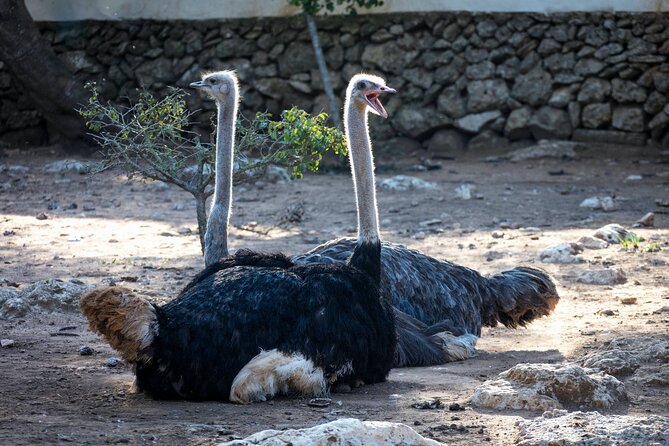 Pafos Zoo Ticket - Booking, cancellation, and what to pack