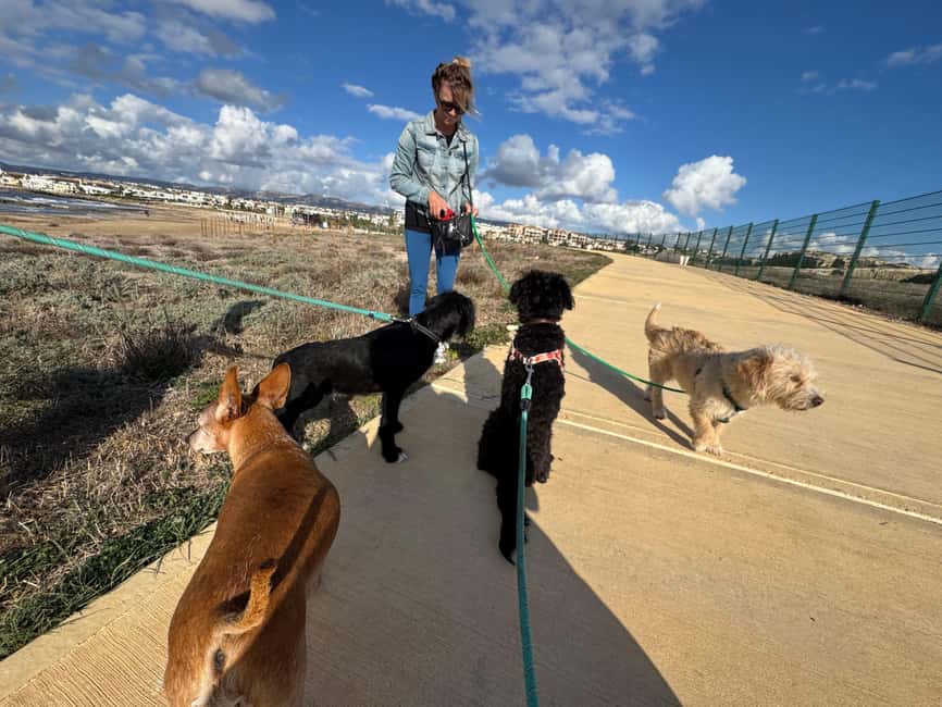 Paphos: Lighthouse Area Beach Walk with Rescue Dogs - How the $29 price works as a Paphos activity