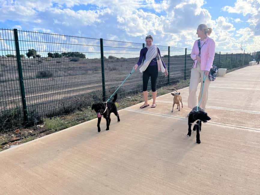 Paphos: Lighthouse Area Beach Walk with Rescue Dogs - Timing, comfort, and small practical details