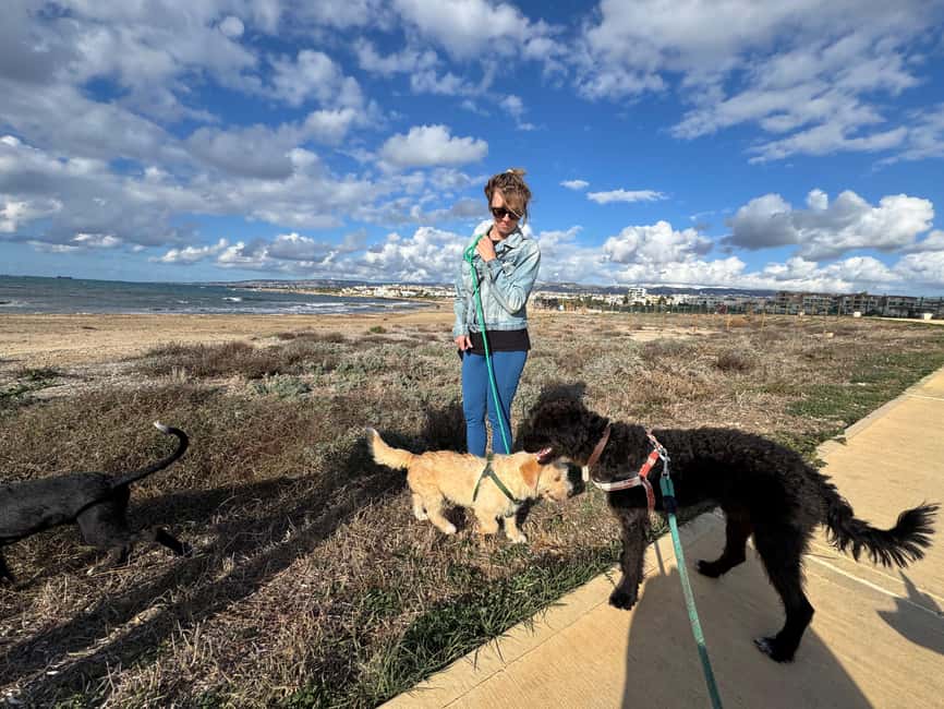 Paphos: Lighthouse Area Beach Walk with Rescue Dogs - A quiet way to support the dogs