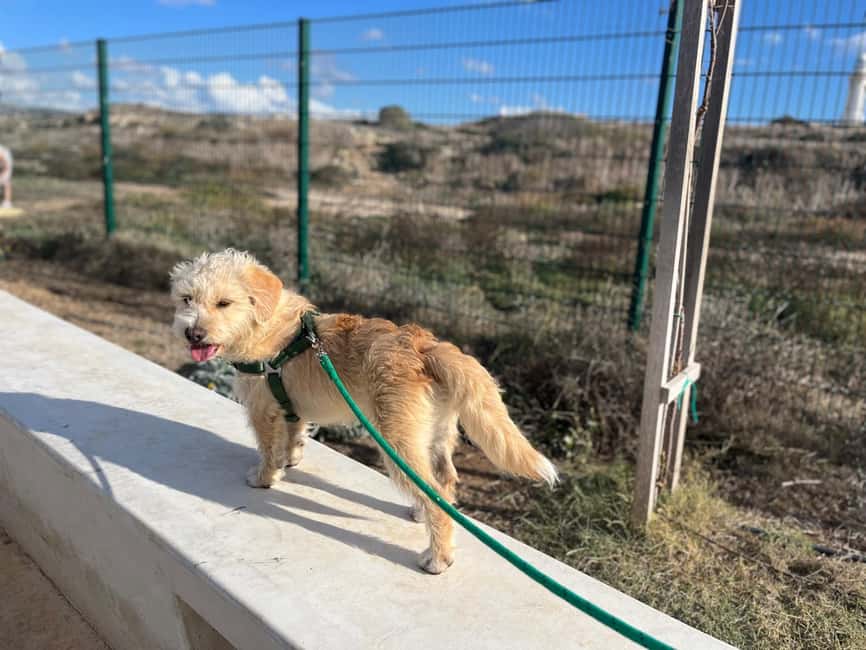 Paphos: Lighthouse Area Beach Walk with Rescue Dogs - One hour along the Paphos Lighthouse coast