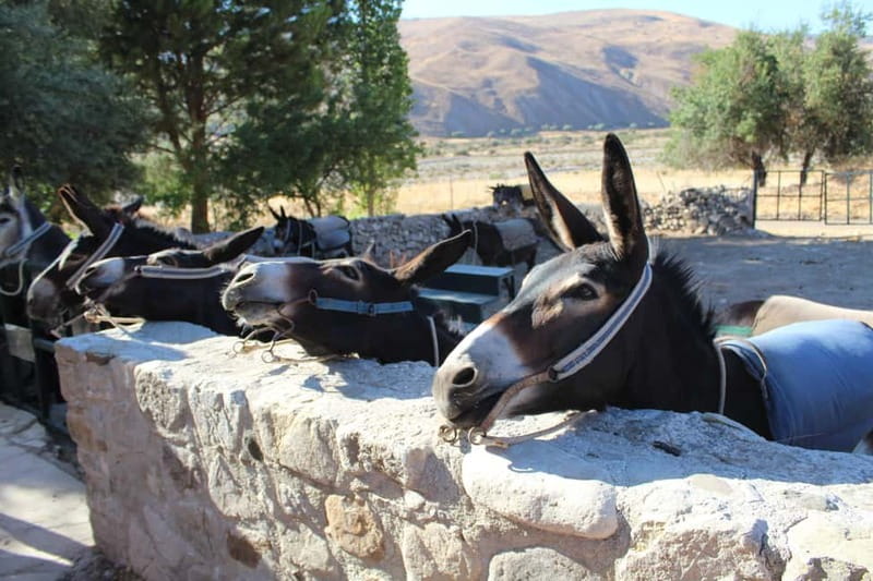 Paphos/Limassol: Donkey Farm Day Trip with Lunch & Tastings - Key points to know before you book