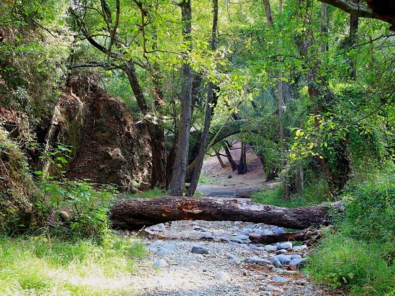 Paphos: Scenic Troodos Mountains Tour with Wine Tasting - Lambouri Winery and the taste of Cyprus