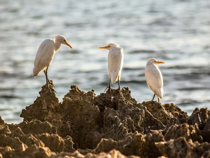 Paphos: Sea Star Cruise to Coral Bay - Key things to know before you book