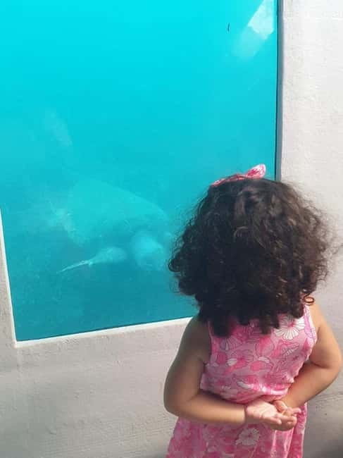 Paphos: Sunset Cruise, Turtle Watching, & Unlimited Drinks - Starting at Paphos Harbour on the yellow semi-submarine