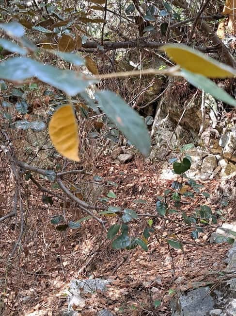 Paphos: Troodos Mountains Jeep Tour with Wine Tasting - Medieval wine pressing and Commandaria tasting