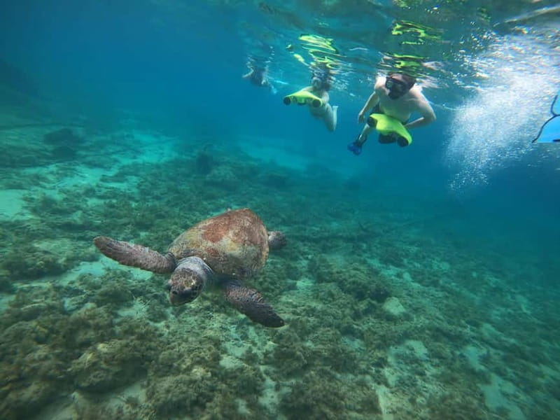 Paphos: Turtle-Watching Snorkeling Sea Scooter Trip - A respectful way to see marine life