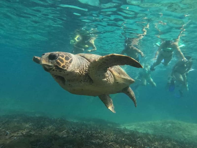 Paphos: Turtle-Watching Snorkeling Sea Scooter Trip - Fruit, water, and the ride back