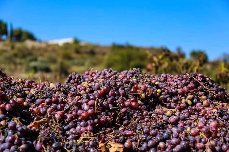 Paphos: Wine Tour – Vineyards, Tastings & Scenic Views - Mastros mixes wine with Cyprus pantry staples