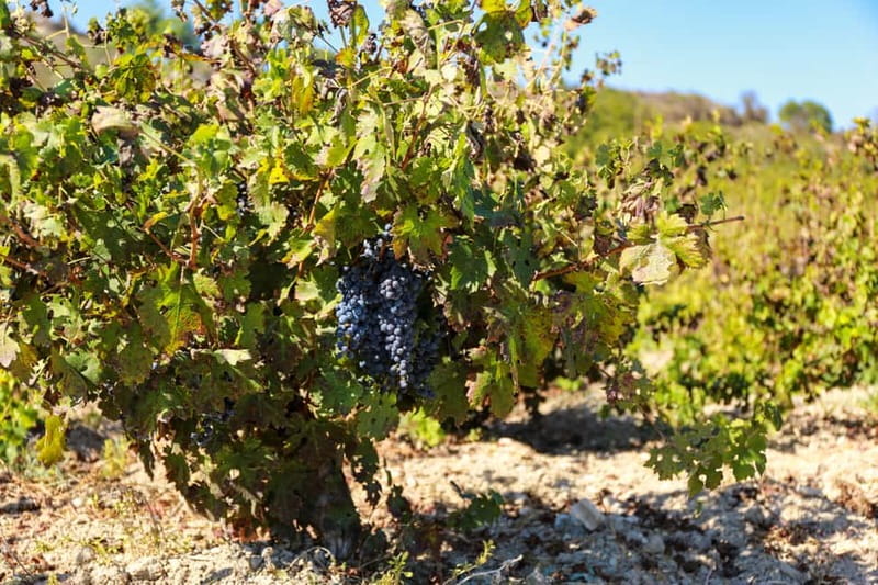 Paphos: Wine Tour – Vineyards, Tastings & Scenic Views - The guide can make or break the experience