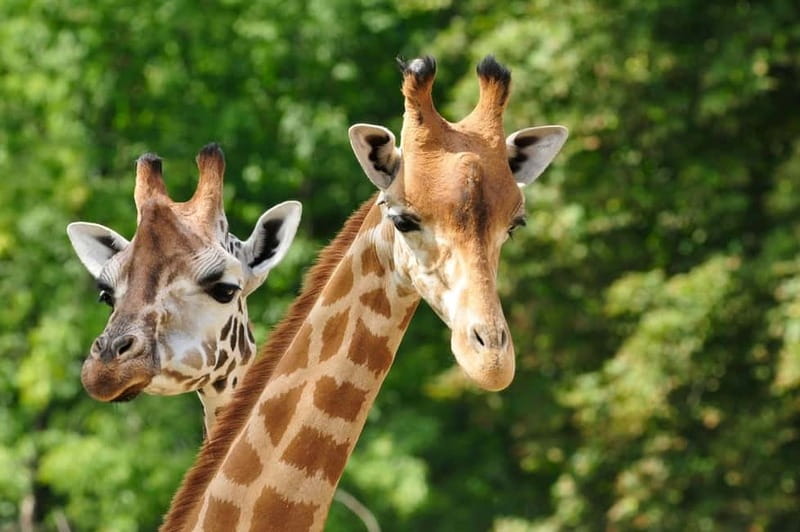 Paphos: Zoo Visit and Blue Lagoon Cruise with Guide & Lunch - Lunch at the Flamingo Restaurant
