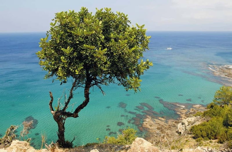 Paphos: Zoo Visit and Blue Lagoon Cruise with Guide & Lunch - Practical details that make the day easier