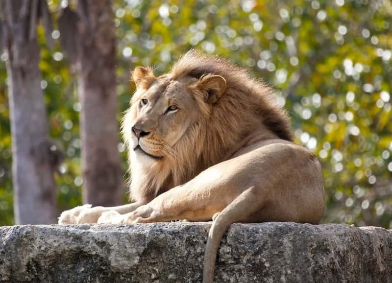 Paphos: Zoo Visit and Blue Lagoon Cruise with Guide & Lunch - Morning at Pafos Zoo among big cats and parrots