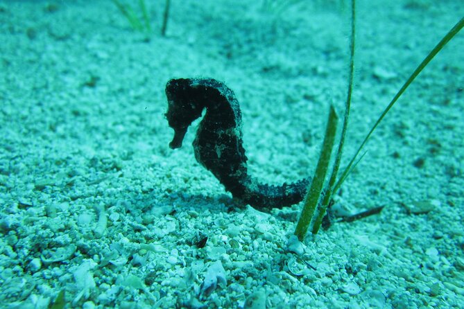 Private Discovery Dive + Photos & Videos - At Poseidon Dive Centre, the session starts gently