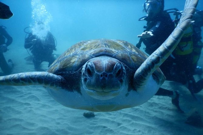 Private Diving at Zenobia Wreck in Larnaka - Equipment, Nitrox, and safety