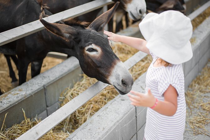 Private Full-Day Tour in Larnaca with Hotel Pick Up - Two hours at Camel Park