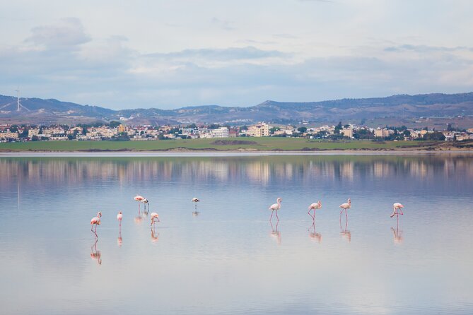 Private Full-Day Tour in Larnaca with Hotel Pick Up - Hala Sultan Tekke beside the lake