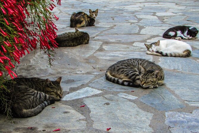 Private Full-Day Tour to Cyprus Monasteries - Trooditissa in the Troodos pine forest