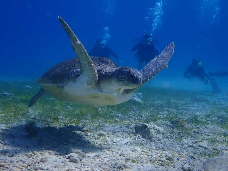 Protaras: Cape Grecko Single Dive for Qualified Divers - Key points to know before booking