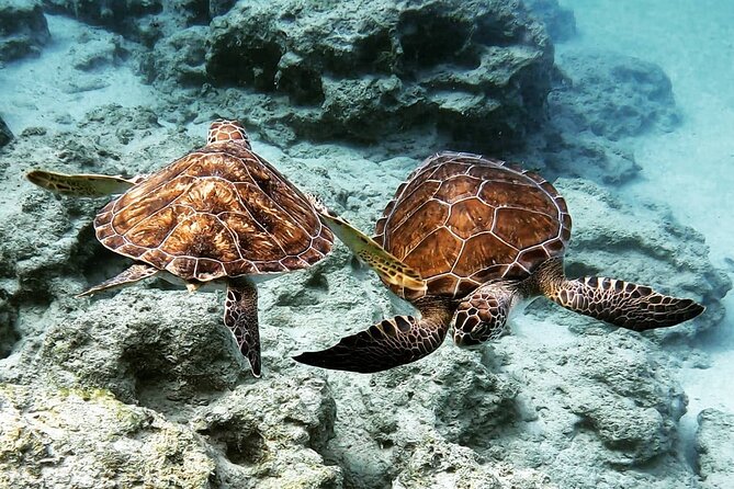 Protaras: Discover Scuba Diving For Beginners 2 Dives - The 10-meter session and underwater statues
