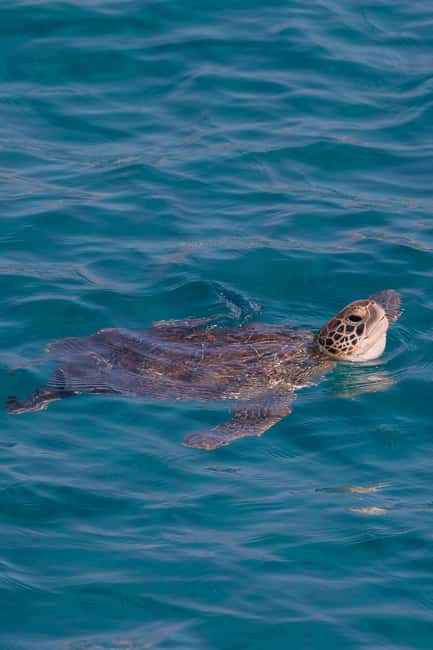 Protaras: Turtle Cove & Blue Lagoon Sunset Cruise - Key points to know before you book