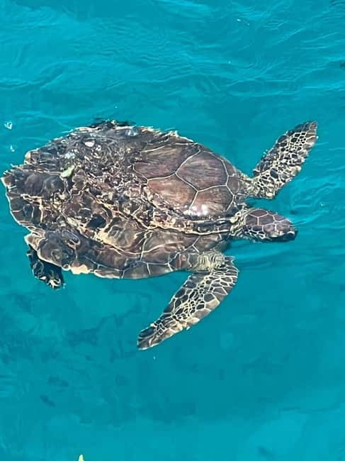 Protaras: Waterworld Turtle Cove Cruise with Swim Stops - Fig Tree Bay and the Protaras coast