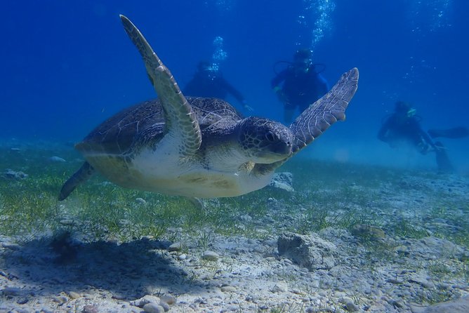 Scuba Diving Activity in Pernera - Blue Bay and the 30 to 45 minute underwater tour