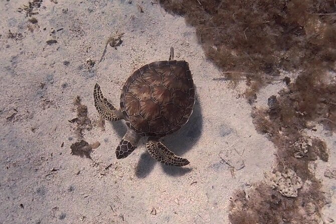 Scuba Diving Experience (10+ Years) AND Free Edited Video - Fish Rock, Statues, and the Underwater View
