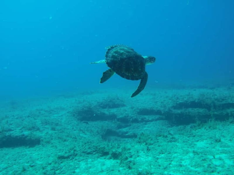 Scuba Diving - Tunnels & Caves - Cape Greco - private guided - Is $163 per person good value?