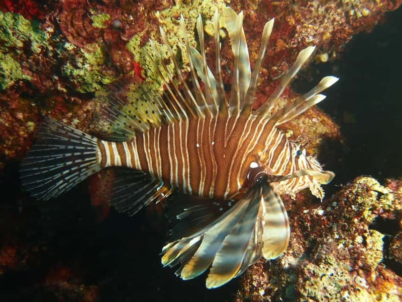 Scuba Diving - Tunnels & Caves - Cape Greco - private guided - Who should book this experience