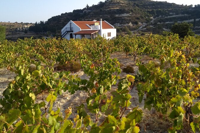 Shared Monolithos Boutique Winery Tour - Walking from vine to bottle
