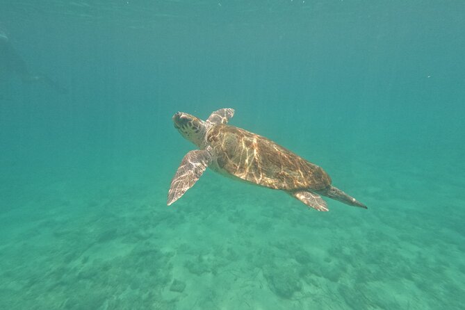 snorkeling ,Turtle Watching in Cyprus - Key points to know before booking