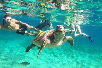 snorkeling ,Turtle Watching in Cyprus