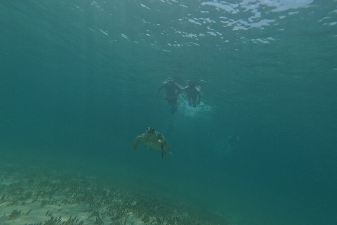 snorkeling ,Turtle Watching in Cyprus - Finding the turtles and other marine life