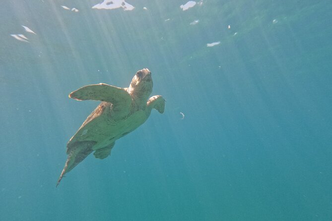 snorkeling ,Turtle Watching in Cyprus - Respecting turtles instead of crowding them