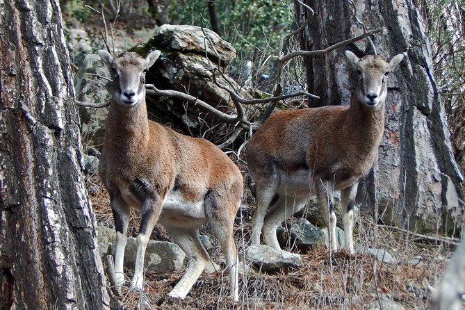 Troodos Jeep Safari from Protaras,Ayia napa & Larnaca - Extra mountain stops and the changing route
