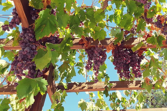 Troodos Mountains Vino Venture: All Inclusive Full Day Wine Tour - Why this wine tour works from Ayia Napa