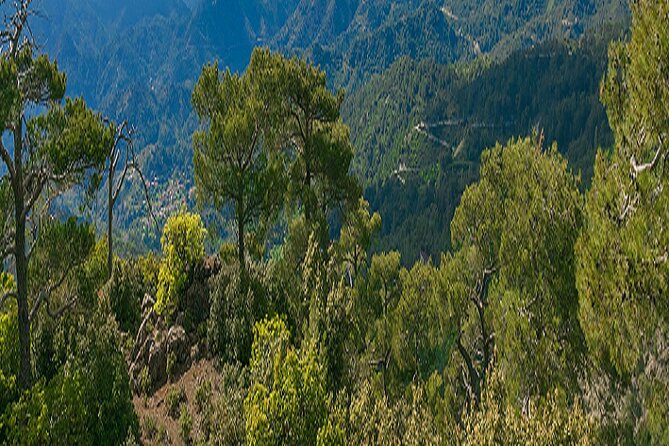 Troodos Peaks & Mountain Flavors Day Tour from Paphos - Pedoulas lunch: useful break, uneven value
