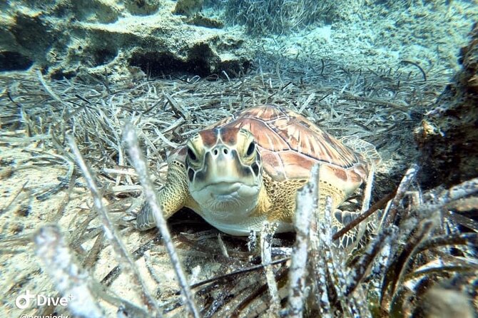 Try a Scuba Diving Experience - Your first sea dive and what you might see