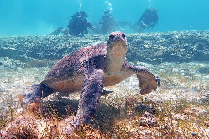 Try a Scuba Diving Experience - Why the included photos and videos matter