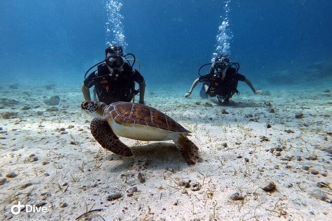 Try a Scuba Diving Experience - Who will get the most from this activity