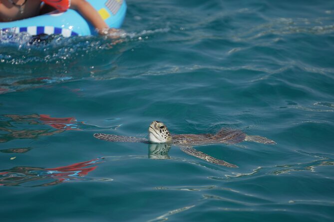 Yellow Boat Cruises: Afternoon Family Blue Lagoon & Turtle Cruise - Finding the boat at Protaras Pier