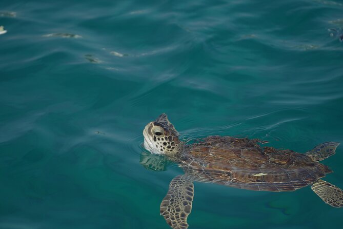 Yellow Boat Cruises: Morning Family Blue Lagoon & Turtle Cruise - Virgin Mary Cave and Lovers Bridge